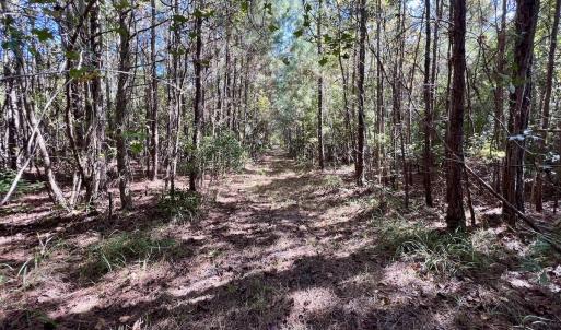 Photo #32 of SOLD property in Off River Road, Vanceboro, NC 66.0 acres