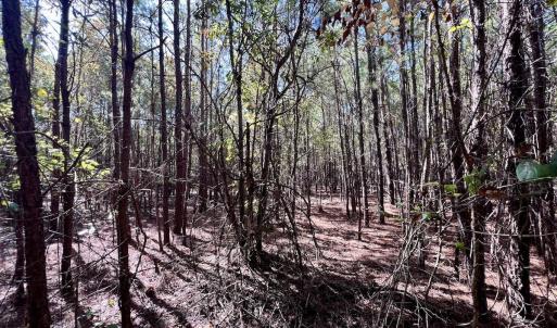 Photo #34 of SOLD property in Off River Road, Vanceboro, NC 66.0 acres