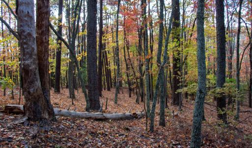 Photo #21 of Off  Bull Mountain Road, Patrick , VA 88.0 acres