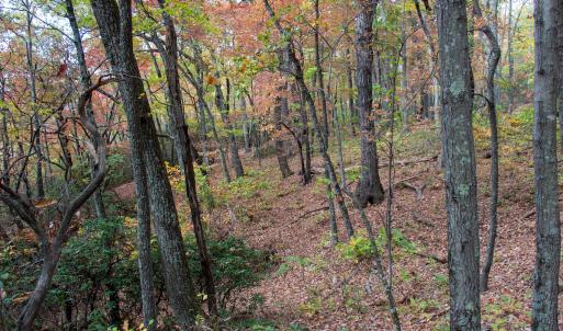 Photo #23 of Off  Bull Mountain Road, Patrick , VA 88.0 acres