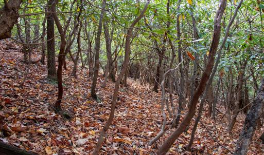 Photo #28 of Off  Bull Mountain Road, Patrick , VA 88.0 acres