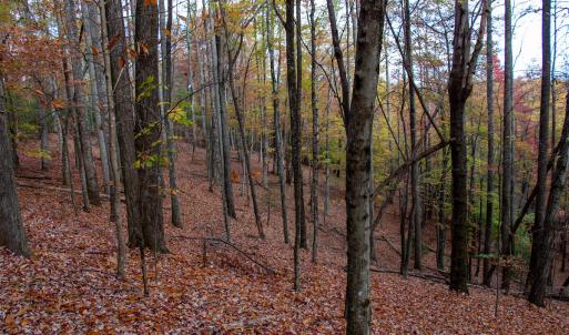 Photo #33 of Off  Bull Mountain Road, Patrick , VA 88.0 acres