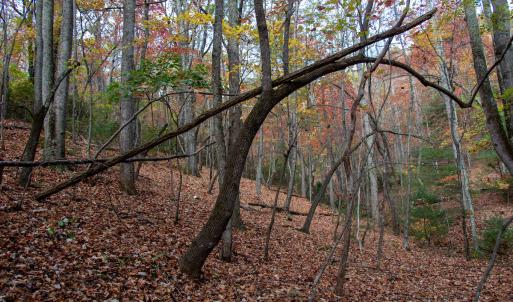 Photo #35 of Off  Bull Mountain Road, Patrick , VA 88.0 acres