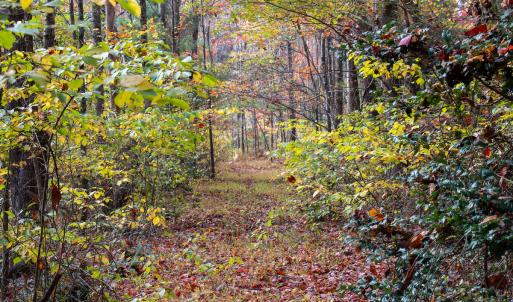 Photo #6 of Off  Bull Mountain Road, Patrick , VA 88.0 acres