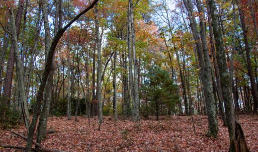 Photo #8 of Off  Bull Mountain Road, Patrick , VA 88.0 acres