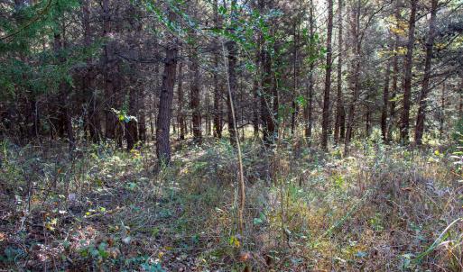 Photo #28 of SOLD property in Off Merricks Drive, Callands, VA 7.6 acres