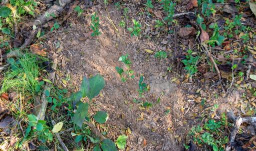 Photo #30 of SOLD property in Off Merricks Drive, Callands, VA 7.6 acres