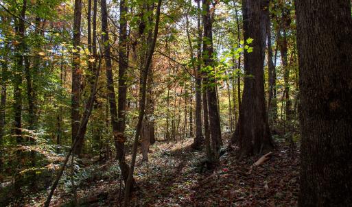 Photo #10 of Off Yeatts Store Rd, Java, VA 7.6 acres