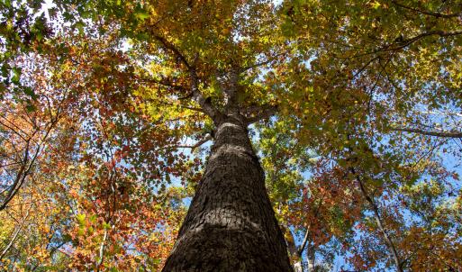 Photo #11 of Off Yeatts Store Rd, Java, VA 7.6 acres