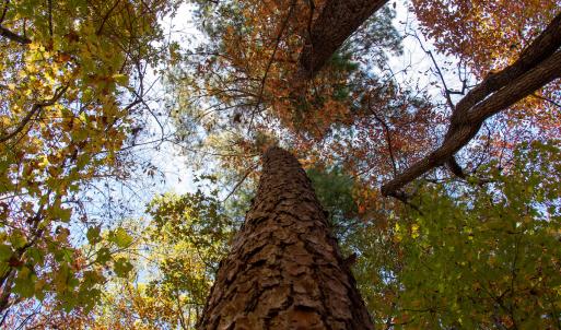 Photo #19 of Off Yeatts Store Rd, Java, VA 7.6 acres