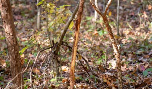 Photo #20 of Off Yeatts Store Rd, Java, VA 7.6 acres
