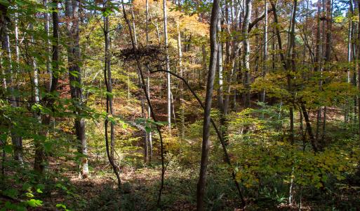 Photo #5 of Off Yeatts Store Rd, Java, VA 7.6 acres