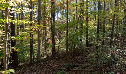 Photo #9 of Off Yeatts Store Rd, Java, VA 7.6 acres