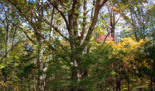 Photo #24 of Off Yeatts Store Rd, Java, VA 7.6 acres