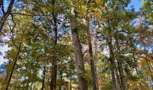 Photo #10 of 114 Candor Oaks Drive, New London, NC 0.5 acres