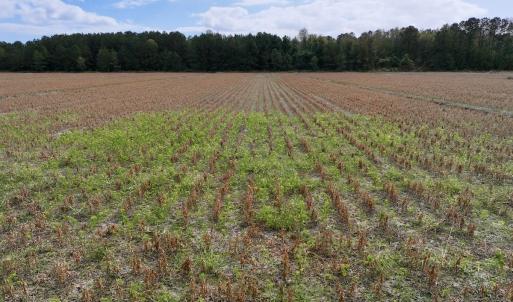 Photo #15 of Off NC 55 Hwy, Merritt, NC 13.7 acres