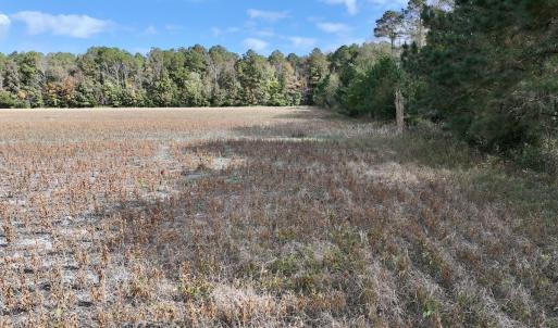 Photo #11 of SOLD property in NC 55 Hwy, Merritt, NC 16.3 acres