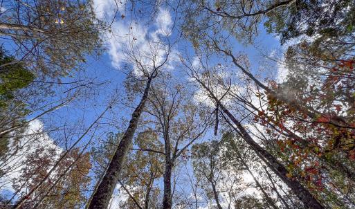 Photo #14 of SOLD property in Off Martin Luther King Hwy, Waverly, VA 77.0 acres