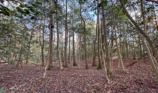 Photo #26 of SOLD property in Off Martin Luther King Hwy, Waverly, VA 77.0 acres