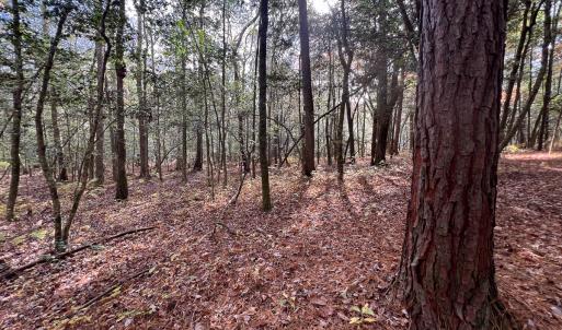 Photo #30 of SOLD property in Off Martin Luther King Hwy, Waverly, VA 77.0 acres