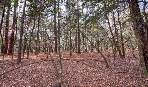 Photo #33 of SOLD property in Off Martin Luther King Hwy, Waverly, VA 77.0 acres
