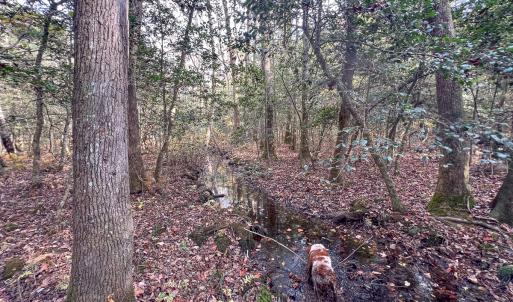 Photo #34 of SOLD property in Off Martin Luther King Hwy, Waverly, VA 77.0 acres
