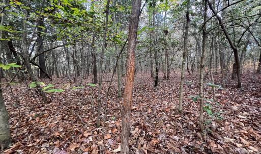 Photo #35 of SOLD property in Off Martin Luther King Hwy, Waverly, VA 77.0 acres