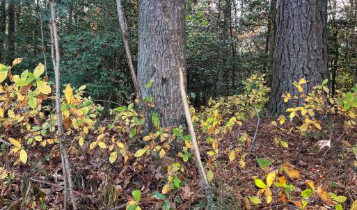 Photo #38 of SOLD property in Off Martin Luther King Hwy, Waverly, VA 77.0 acres