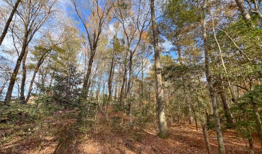 Photo #40 of SOLD property in Off Martin Luther King Hwy, Waverly, VA 77.0 acres