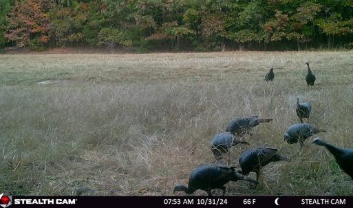 Photo #58 of SOLD property in Off Todd Road and Virgilina Road, Roxboro, NC 31.4 acres