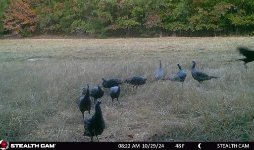 Photo #61 of SOLD property in Off Todd Road and Virgilina Road, Roxboro, NC 31.4 acres