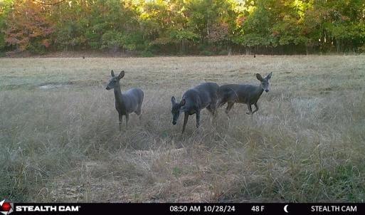 Photo #63 of SOLD property in Off Todd Road and Virgilina Road, Roxboro, NC 31.4 acres