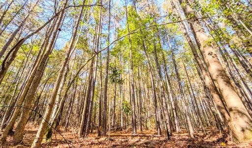 Photo #19 of SOLD property in 265 Aiken Rd., Vass, NC 7.0 acres