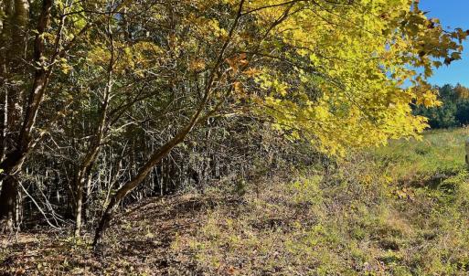 Photo #3 of SOLD property in Off of Piney Grove Road, Alton, VA 7.0 acres