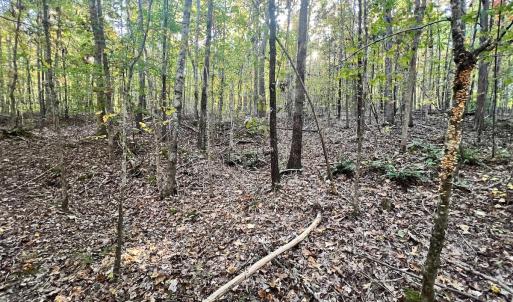 Photo #18 of SOLD property in Off of Piney Grove Road, Alton, VA 7.0 acres
