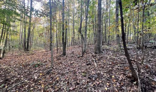 Photo #20 of SOLD property in Off of Piney Grove Road, Alton, VA 7.0 acres