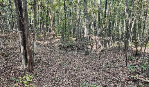 Photo #5 of SOLD property in Off of Piney Grove Road, Alton, VA 7.0 acres