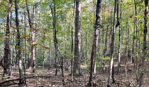Photo #6 of SOLD property in Off of Piney Grove Road, Alton, VA 7.0 acres