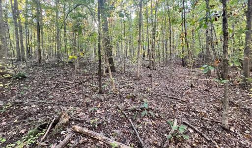Photo #8 of SOLD property in Off of Piney Grove Road, Alton, VA 7.0 acres