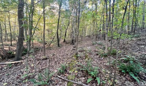 Photo #9 of SOLD property in Off of Piney Grove Road, Alton, VA 7.0 acres