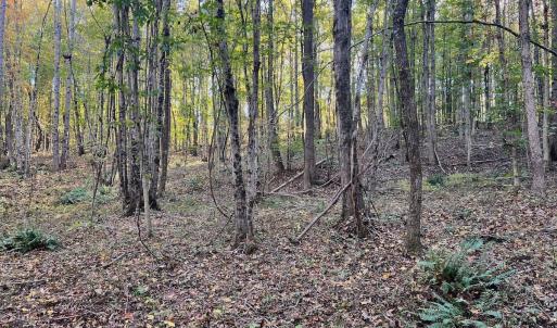 Photo #21 of SOLD property in Off of Piney Grove Road, Alton, VA 7.0 acres