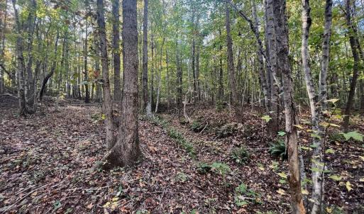 Photo #22 of SOLD property in Off of Piney Grove Road, Alton, VA 7.0 acres
