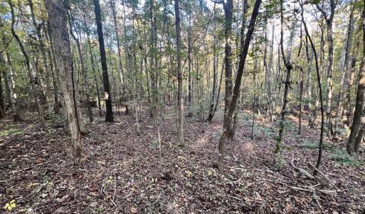 Photo #25 of SOLD property in Off of Piney Grove Road, Alton, VA 7.0 acres