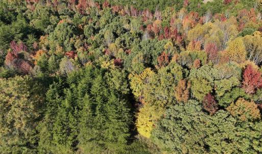 Photo #32 of SOLD property in Off of Piney Grove Road, Alton, VA 7.0 acres