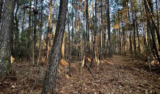Photo #20 of SOLD property in Off Ronald Tharrington Rd, Louisburg, NC 35.4 acres