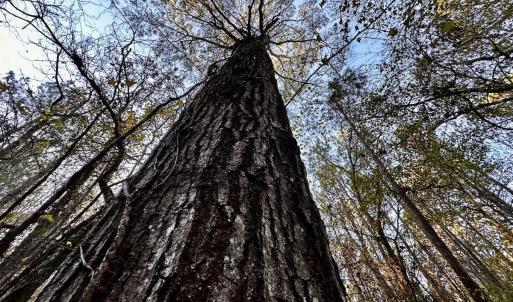 Photo #23 of SOLD property in Off Ronald Tharrington Rd, Louisburg, NC 35.4 acres
