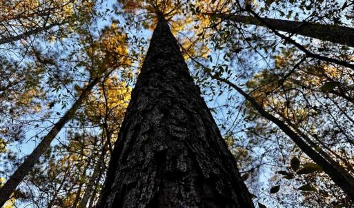 Photo #27 of SOLD property in Off Ronald Tharrington Rd, Louisburg, NC 35.4 acres