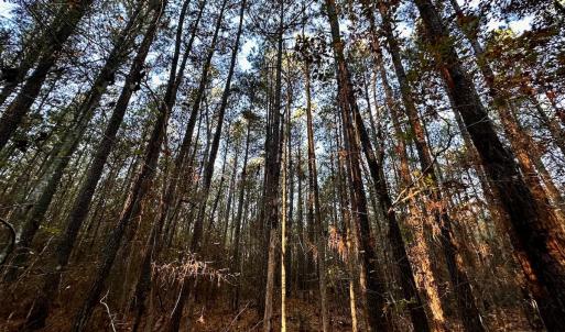 Photo #29 of SOLD property in Off Ronald Tharrington Rd, Louisburg, NC 35.4 acres