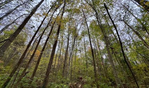 Photo #14 of Off Swing Dairg Road, Lexington, NC 27.1 acres