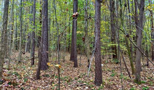 Photo #22 of Off Swing Dairg Road, Lexington, NC 27.1 acres